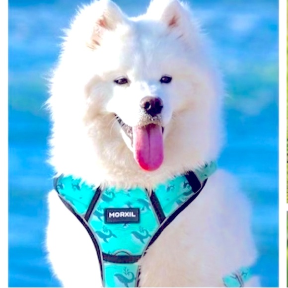 ‼️SOLD‼️NEW🐳 MORXIL TURQUOISE PADDED REFLECTIVE WHALE DOG HARNESS LEAD/LEASH SET - Picture 4 of 16